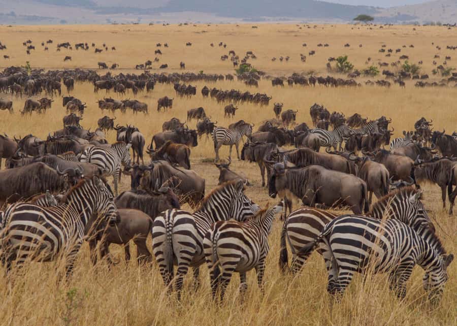From Nairobi: Maasai Mara 3Day Budget Safari Holiday on Jeep - Day 3: back to Nairobi, plus the last chance to add the village