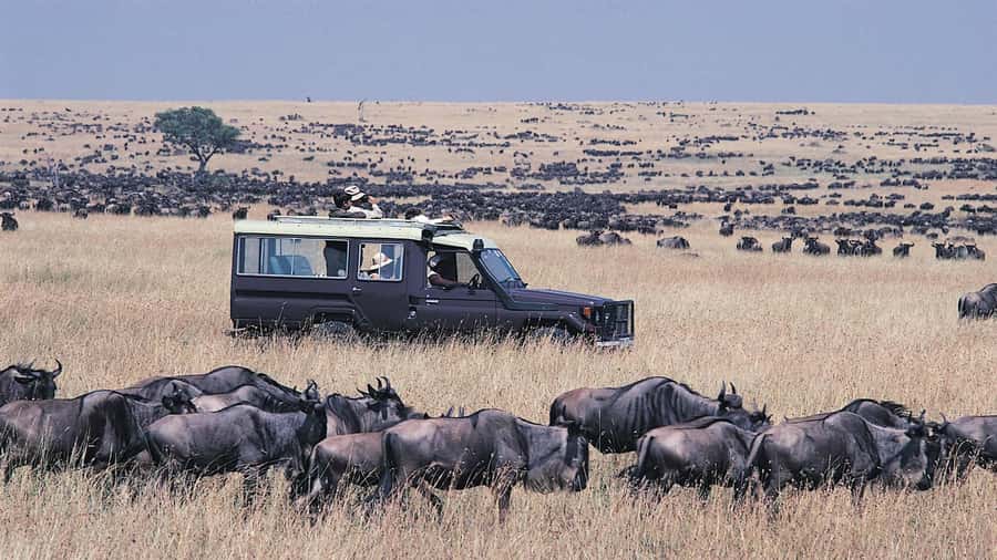 From Nairobi: Masai Mara 3-day Camping Safari by Jeep - Key highlights worth caring about