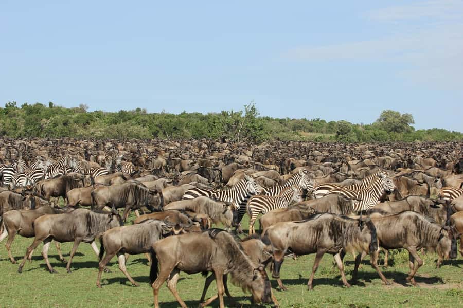 From Nairobi: Masai Mara 3-day Camping Safari by Jeep - Back to Nairobi: how your last morning should feel