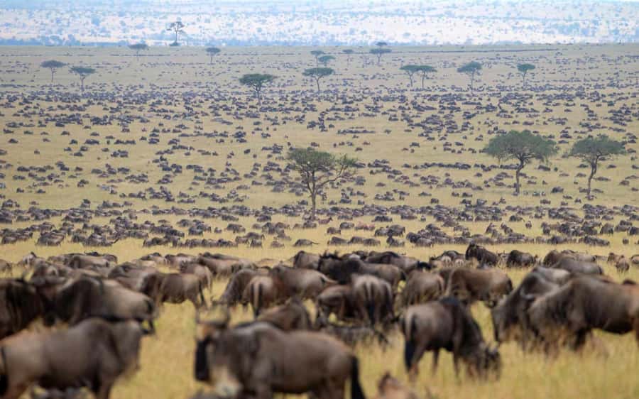 From Nairobi: Masai Mara 3-day Camping Safari by Jeep - Open-top Jeep time, and what a pop-up roof really gives you