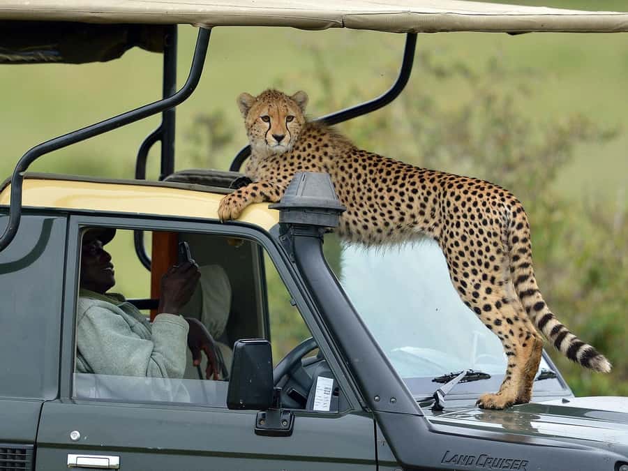 From Nairobi: Masai Mara 3-day Camping Safari by Jeep - Practical do’s and donts for a smooth safari