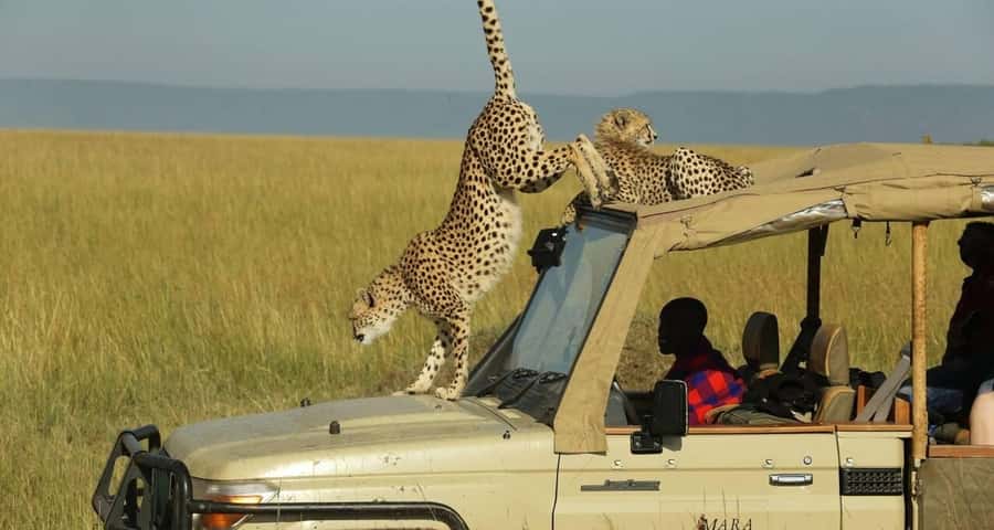 From Nairobi: Masai Mara 3-day Camping Safari by Jeep - From Nairobi to the Great Valley Viewpoint: Day 1 momentum