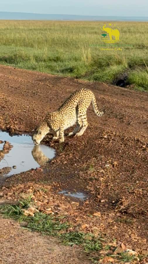 From Nairobi to Masai Mara Reserve & Village visit Day trip - From Nairobi: the early pickup and long drive mindset