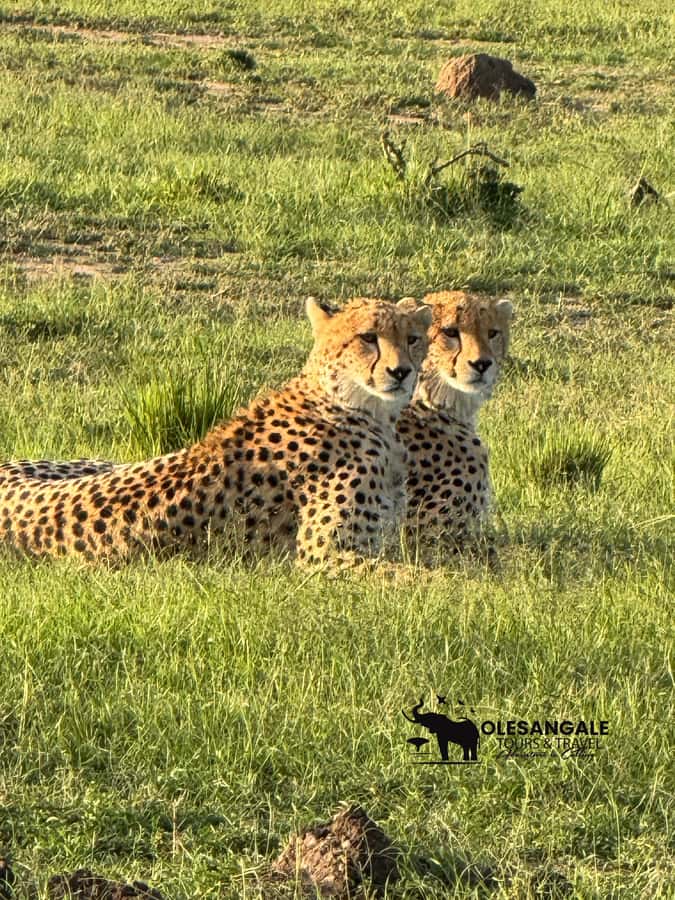 From Nairobi to Masai Mara Reserve & Village visit Day trip - The 4-hour Masai Mara safari: what you can realistically expect