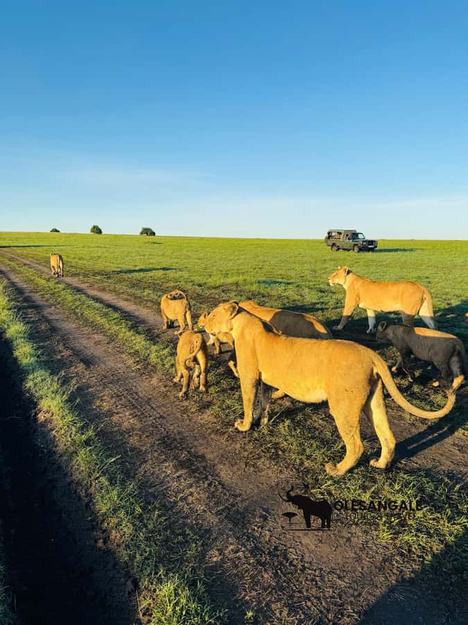 From Nairobi to Masai Mara Reserve & Village visit Day trip - Big Five dreams vs. Mara River reality