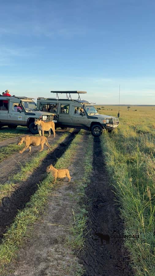 From Nairobi to Masai Mara Reserve & Village visit Day trip - Picnic time and lunch logistics you should not forget