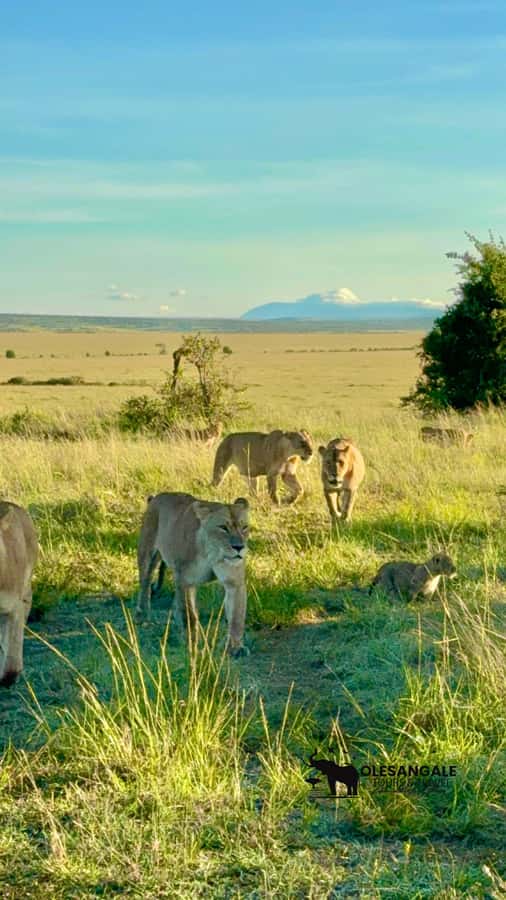 From Nairobi to Masai Mara Reserve & Village visit Day trip - Masai village visit: quick, cultural, and fee-based