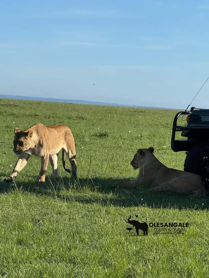 From Nairobi to Masai Mara Reserve & Village visit Day trip - Price and value check: what $230 really means on the day