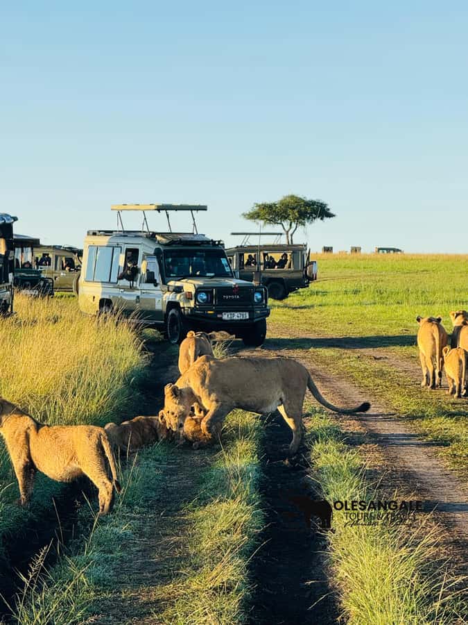 From Nairobi to Masai Mara Reserve & Village visit Day trip - Guides, comfort, and the small details that shape your day