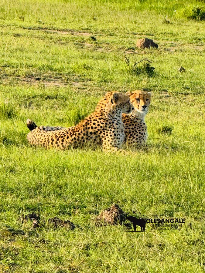 From Nairobi to Masai Mara Reserve & Village visit Day trip - Switching to safari style: why vehicle and timing matter