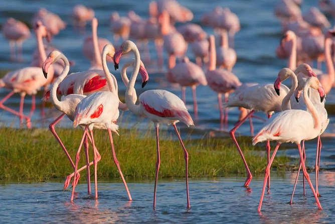 Full-Day Lake Nakuru National Park from Nairobi - Entering Lake Nakuru National Park: Flamingos, Birds, and the Big Lake Moment