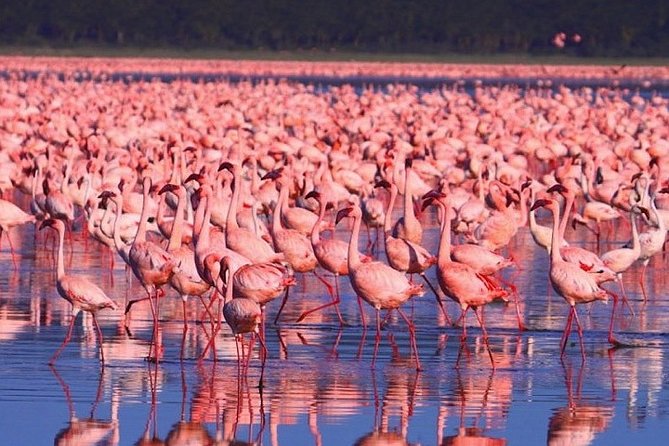Full-Day Lake Nakuru National Park from Nairobi - Morning Game Drive: How Rhino Territory Feels in Real Life