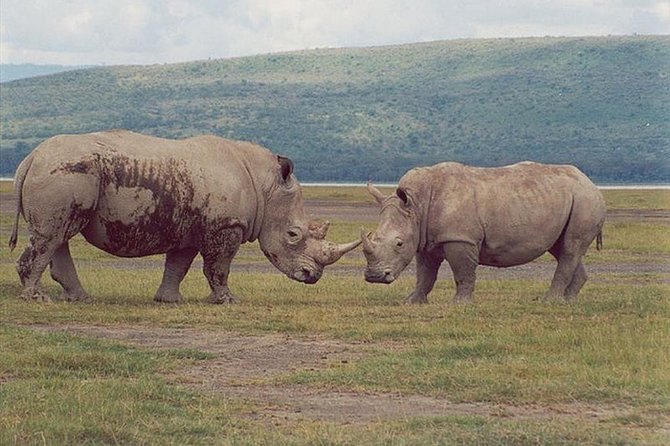 Full-Day Lake Nakuru National Park from Nairobi - Afternoon Game Drive: Second Chances for Black and White Rhinos