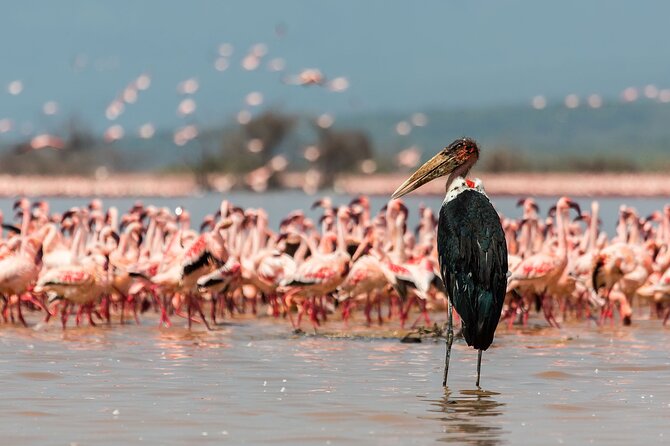 Full-Day Lake Nakuru National Park Private Tour from Nairobi - Lunch at Lake Nakuru Lodge, or Picnic in the Park