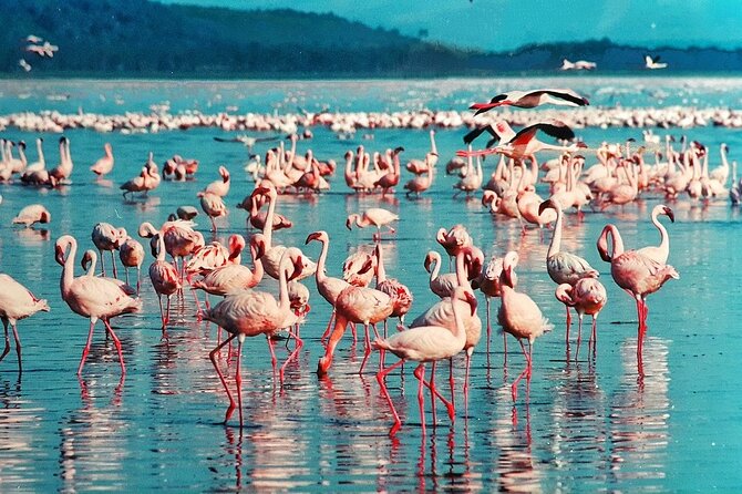 Full-Day Lake Nakuru National Park Private Tour from Nairobi - Who This Private Tour Is Best For