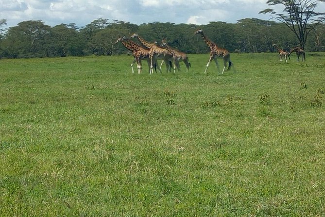 Full-Day Lake Nakuru National Park Private Tour from Nairobi - The Lake Nakuru Arrival: 3 Hours of Game Drive Magic