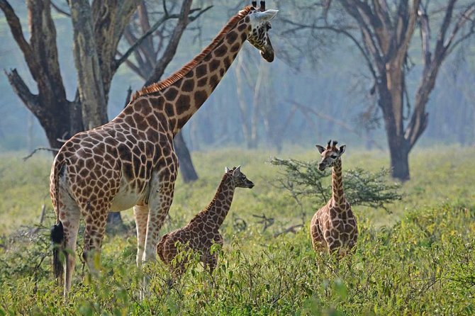 Full Day Lake Nakuru Park and optional boat ride on Lake Naivasha - Nairobi to Lake Nakuru, the Great Rift Valley views that set the mood