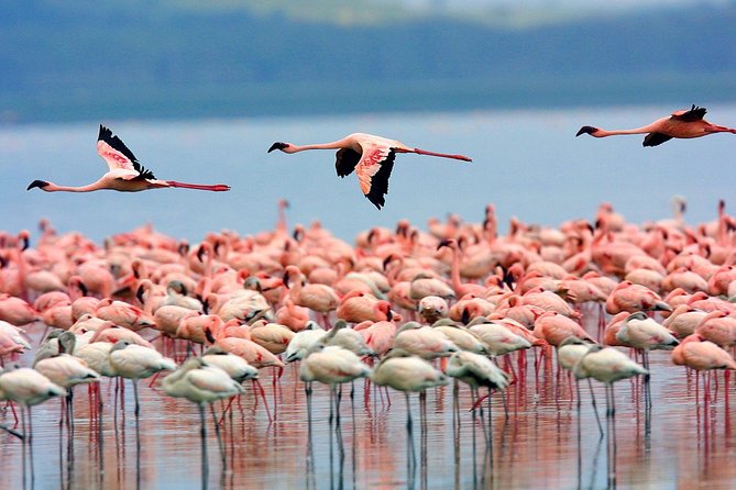Full Day Lake Nakuru Park and optional boat ride on Lake Naivasha - Optional Lake Naivasha boat ride: hippos, eagles, and serious birding