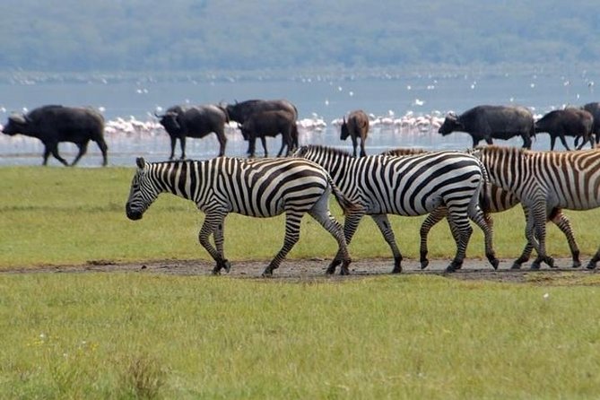 Full Day Lake Nakuru Park and optional boat ride on Lake Naivasha - Price and fees: is $202 worth it, once you add the extras?