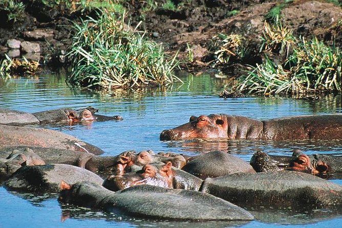 Full Day Mombasa Excursion Tour - Mombasa Tusks: A Short Stop That Works for Photos and Orientation