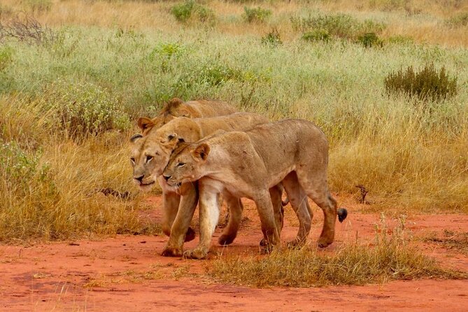 Full Day Private Tour of Tsavo East National Park from Mombasa - Tsavo East National Park: the first gate circuit and big-game focus