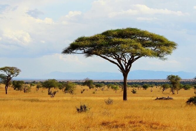 Full Day Private Tour of Tsavo East National Park from Mombasa - The safari vehicle with a pop-up roof (and why it matters)