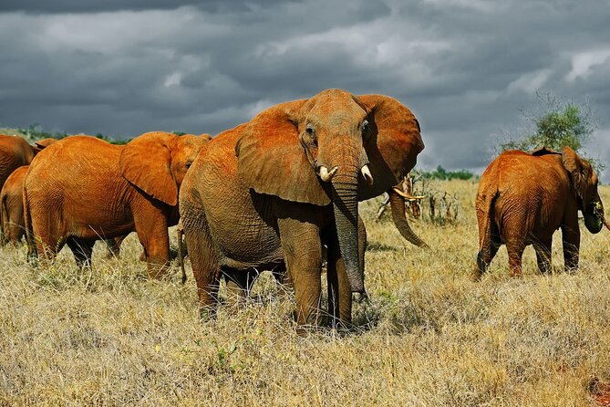 Full Day Private Tour of Tsavo East National Park from Mombasa - Animals, sightings, and the reality of luck