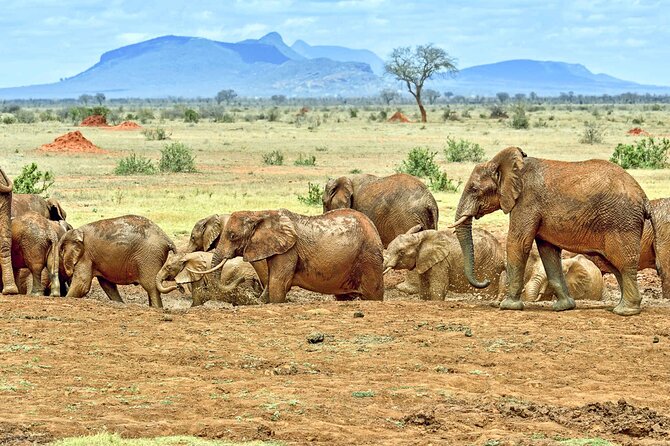 Full Day Private Tour of Tsavo East National Park from Mombasa - Aruba Dam: a short stop with big wildlife potential