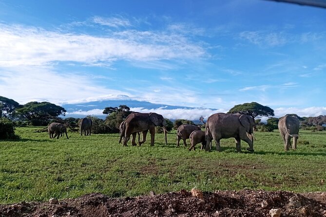 Full Day Tour in Amboseli National Park from Nairobi - Key highlights that matter on this Amboseli day trip