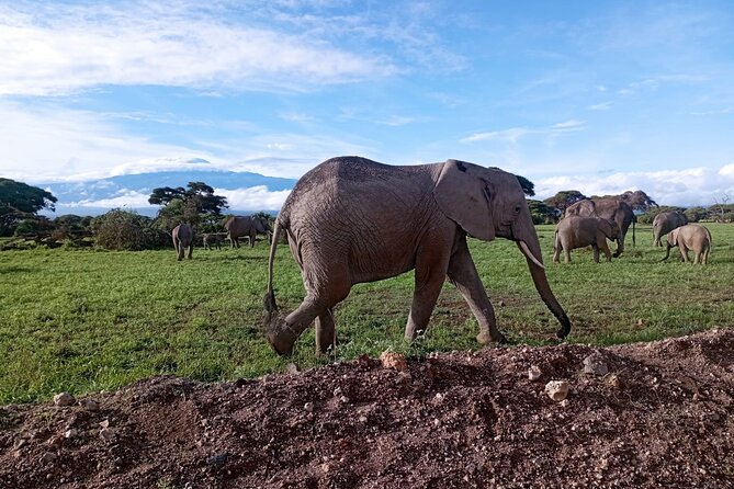 Full Day Tour in Amboseli National Park from Nairobi - Why Amboseli at 5am is the right kind of early
