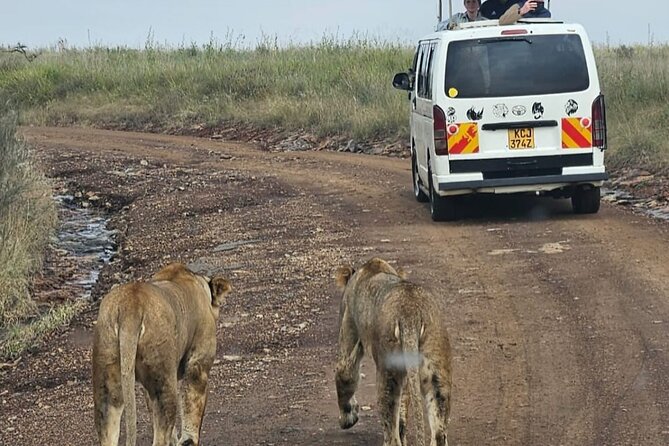 Full Day Tour in Amboseli National Park from Nairobi - Open-roof vehicle and group size: how comfort affects spotting