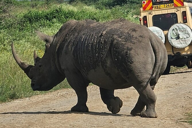 Full Day Tour in Amboseli National Park from Nairobi - Transport, timing, and how the day stays on track