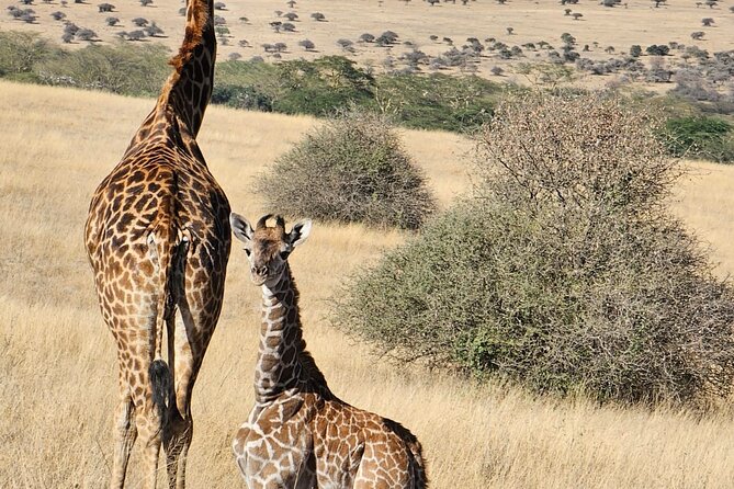Full Day Tour in Amboseli National Park from Nairobi - The Nairobi to Amboseli road trip: sunrise, Emali stops, and what to watch