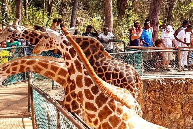Full day tour in Mombasa - Transfers, private guiding, and how the timing really feels