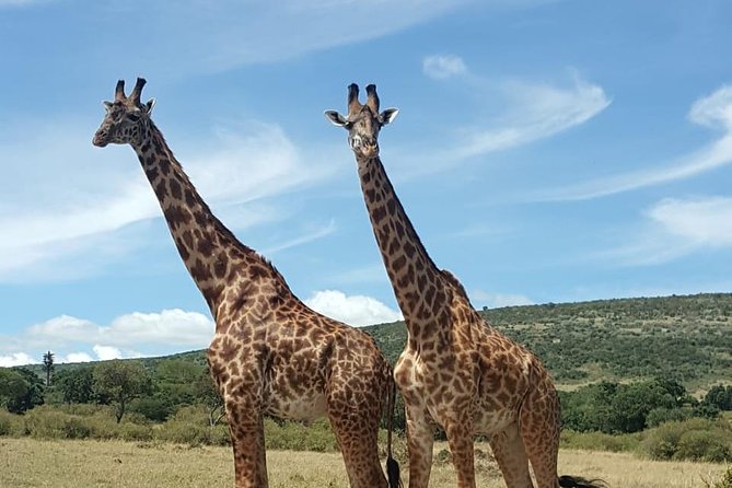 Full Day Tour to Amboseli National Park - Key Things to Know Before You Go