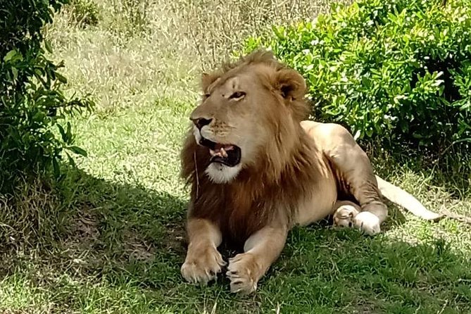 Full Day Tour to Amboseli National Park - 5 am Pickup and the 4-Hour Road Into Amboseli