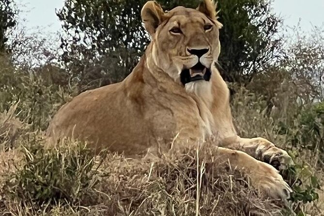 Full Day Tour to Amboseli National Park - Habitats Change Your Sight Lines: From Lakebed to Sulphur Wetlands
