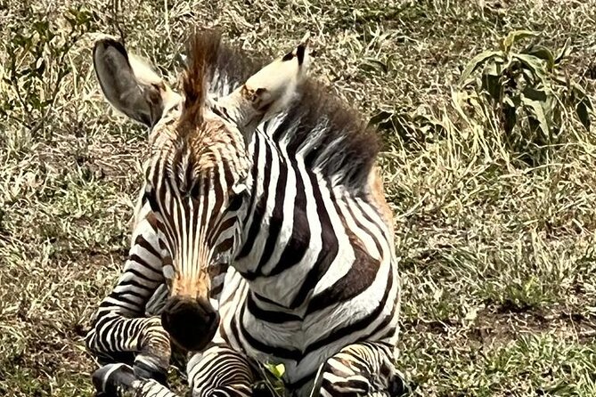 Full Day Tour to Amboseli National Park - Wildlife You Can Expect, and How to Think About It