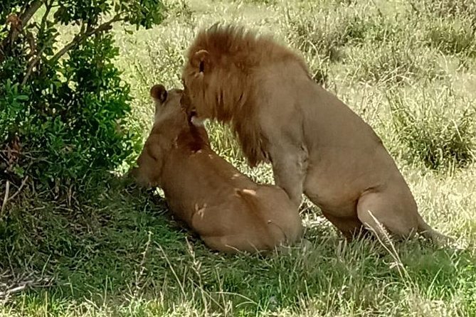Full Day Tour to Amboseli National Park - Maasai Community Visit: Culture Part of the Day, Not an Afterthought