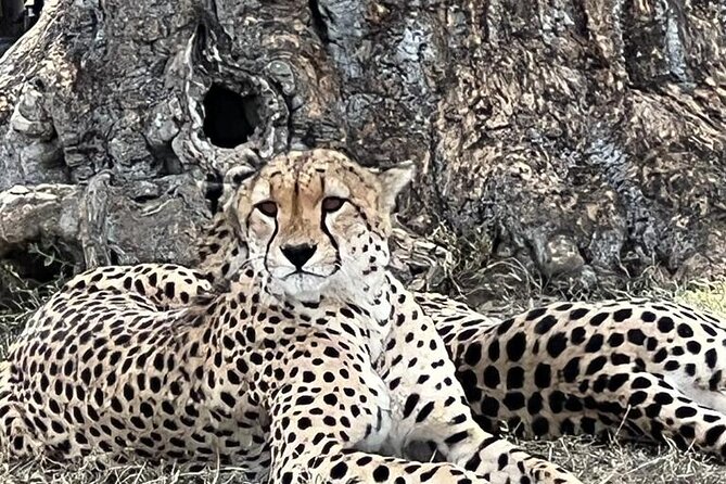 Full Day Tour to Amboseli National Park - What to Pack for a 15-Hour Day (Lunch Is on You)