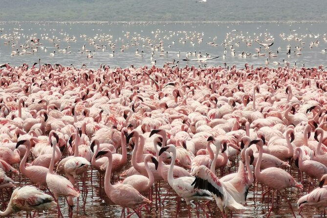 Full Day tour to Lake Nakuru National Park From Nairobi - Why Lake Nakuru and Naivasha in One Day Works