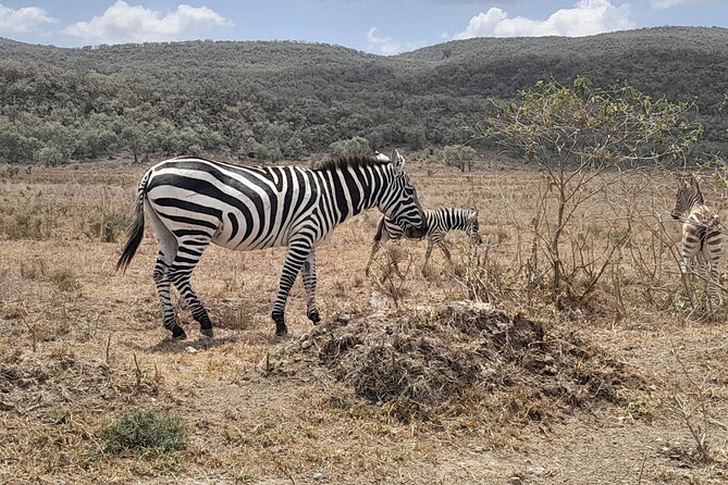 Full Day tour to Lake Nakuru National Park From Nairobi - Entering Lake Nakuru National Park: Morning Timing Matters