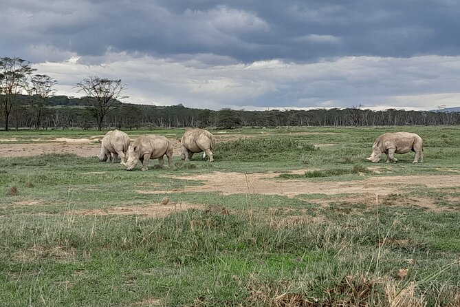 Full Day tour to Lake Nakuru National Park From Nairobi - The Game Drive Experience: What You Can Realistically Expect