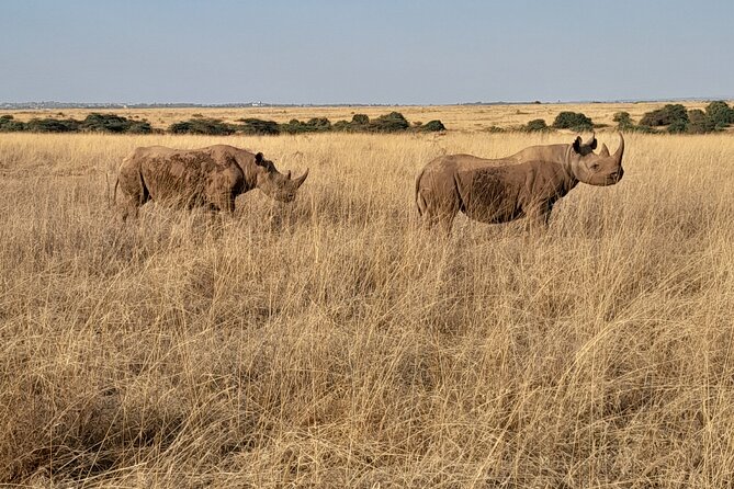 Full Day tour to Lake Nakuru National Park From Nairobi - Another Game Drive Loop: Finishing Strong on Land
