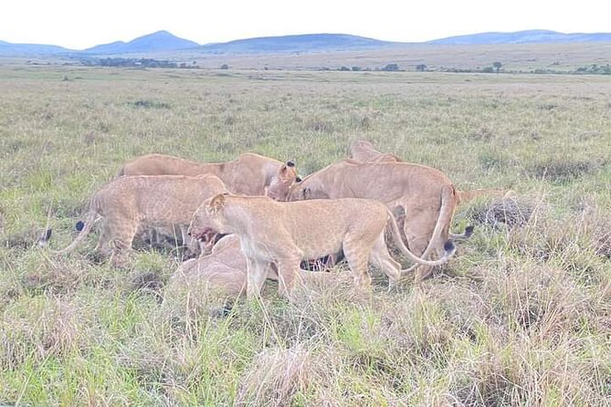 Full Day tour to Lake Nakuru National Park From Nairobi - Getting Started in Nairobi at 6:00am