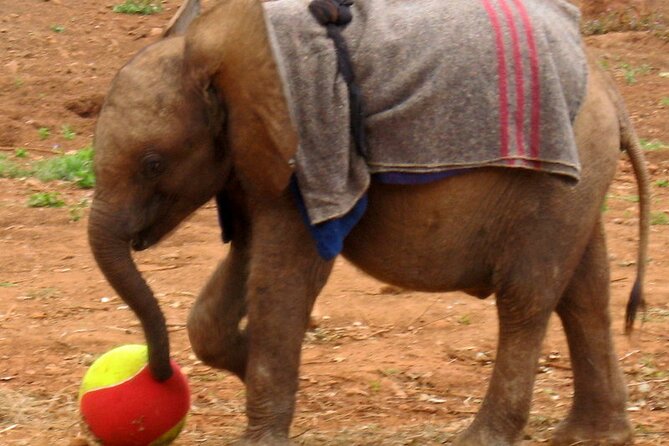 Giraffe Center and David Sheldrick Elephant Orphanage Day Tour from Nairobi - Price and value: what the $95 covers, and what you should add