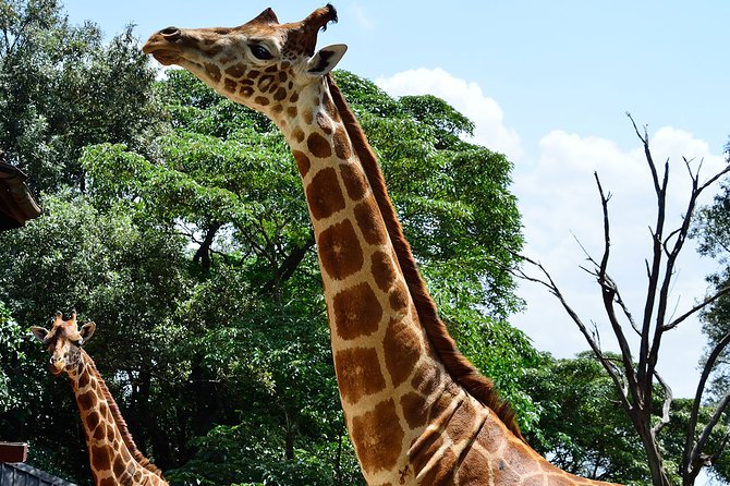Giraffe Center and David Sheldrick Elephant Orphanage Day Tour from Nairobi - Photo, lunch, and pacing tips that keep the day fun