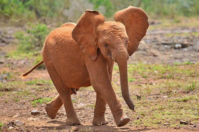 Giraffe Center and David Sheldrick Elephant Orphanage Day Tour from Nairobi - Who this tour suits best, and who might want something else