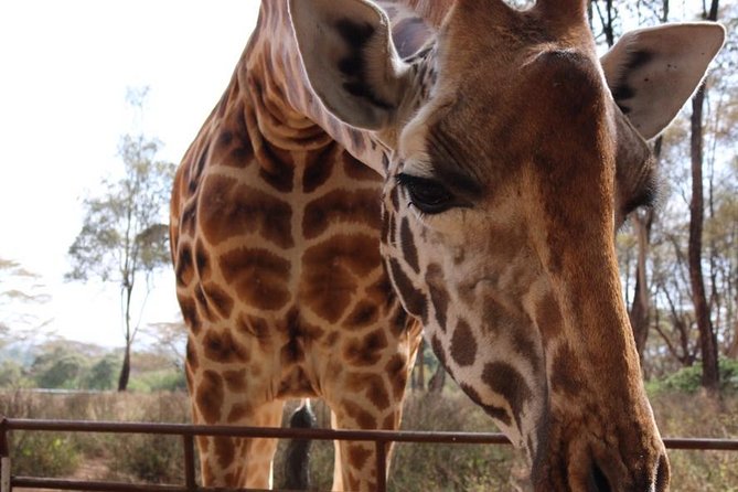 Giraffe Center and David Sheldrick Elephant Orphanage Tour - Door-to-door pickup and small-group flow