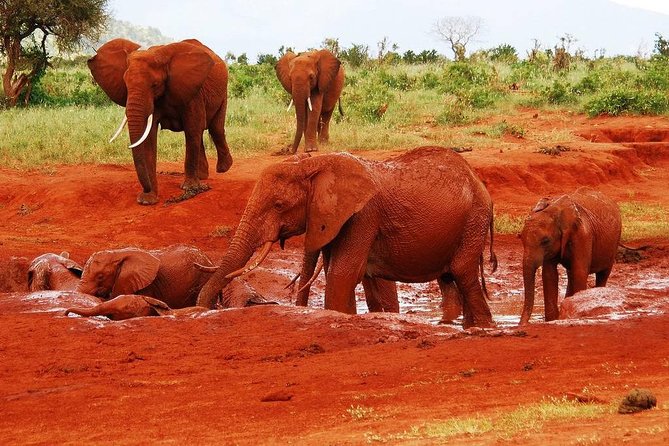 Giraffe Center and David Sheldrick Elephant Orphanage Tour - Price and logistics: what you really get for $95